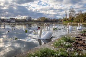 Primăria Mangalia concesionează din nou cuveta lacului Neptun 1. Procedura a fost atacată la CNSC la finele anului 2023