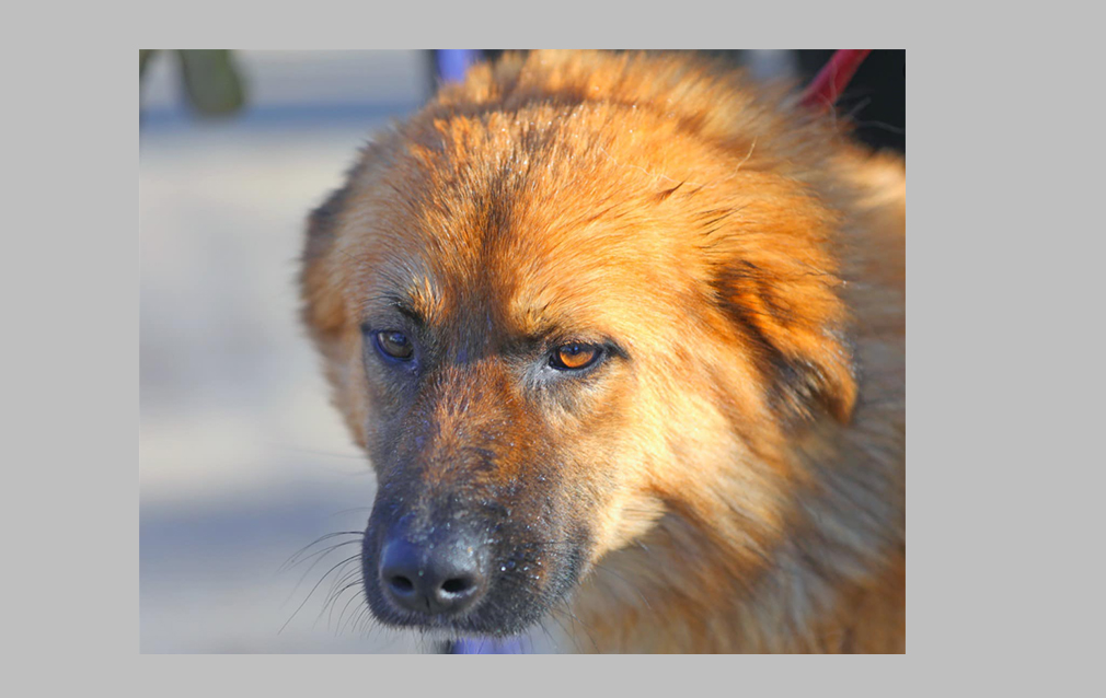 Jimmy, un cățeluș cuminte din adăpostul din Constanța, își caută viitorul stăpân și o căsuță cu un culcuș cald