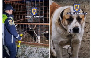 (VIDEO) Câini MUTILAȚI și drogați, folosiți în lupte ilegale: Descinderi cu mascați pentru salvarea animalelor chinuite