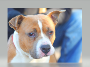 Rocky, un cățel de doi ani de la adăpostul din Constanța, își caută o nouă casă