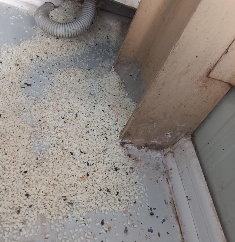 (FOTO/VIDEO) Mizerie cruntă descoperită de ANPC în magazinele Mega Image și Lidl: rozătoare moarte și pânze de păianjen