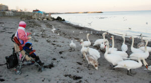 Au fost CONFIRMATE două cazuri de gripă aviară la lebedele din Portul Constanța: Cumpăna, Agigea și Eforie Nord, în zonele avertizate