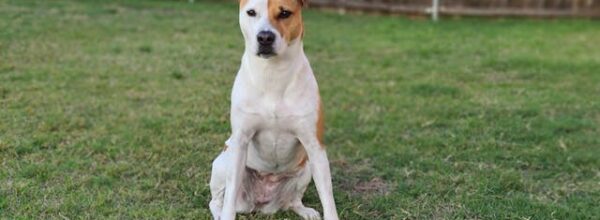 Pit bull