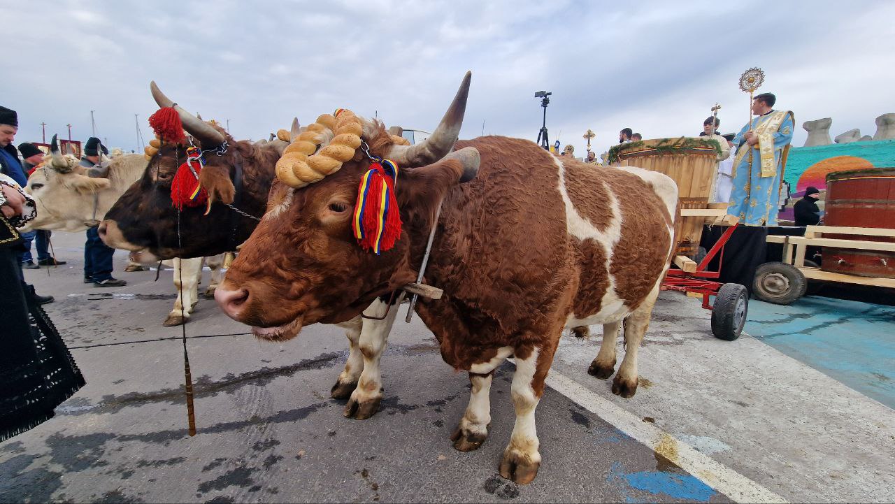 Boii de la Bobotează