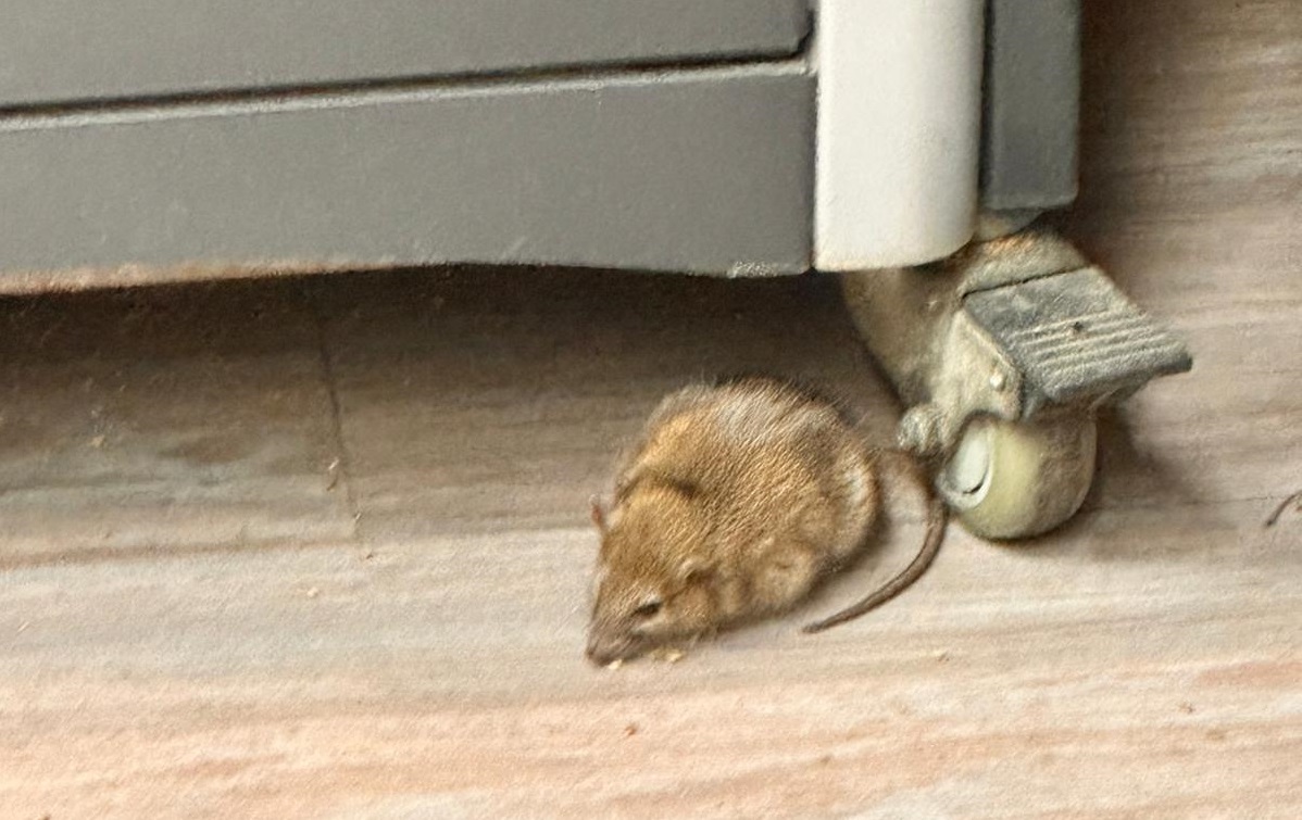 rozătoarea surprinsă în magazin