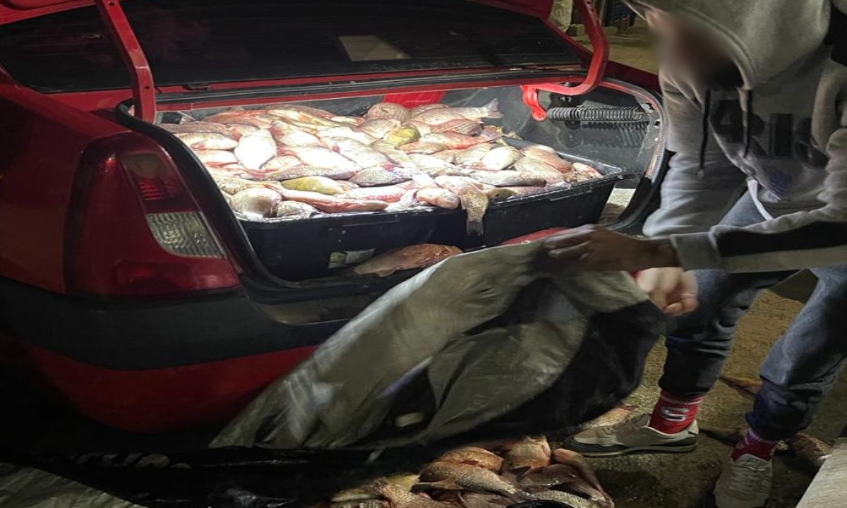 Braconieri depistați cu portbagajul mașinii plin de pește, în zona localității Hârșova